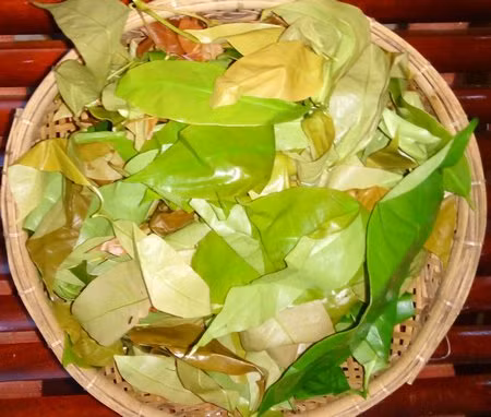 Ở nước ta, rau bép mọc phổ biến ở các cánh rừng thuộc tỉnh Bình Phước hay Tây Nguyên. Trên thế giới, rau bép phân bố ở khu vực Đông Nam Á. Ảnh baovinhlong.