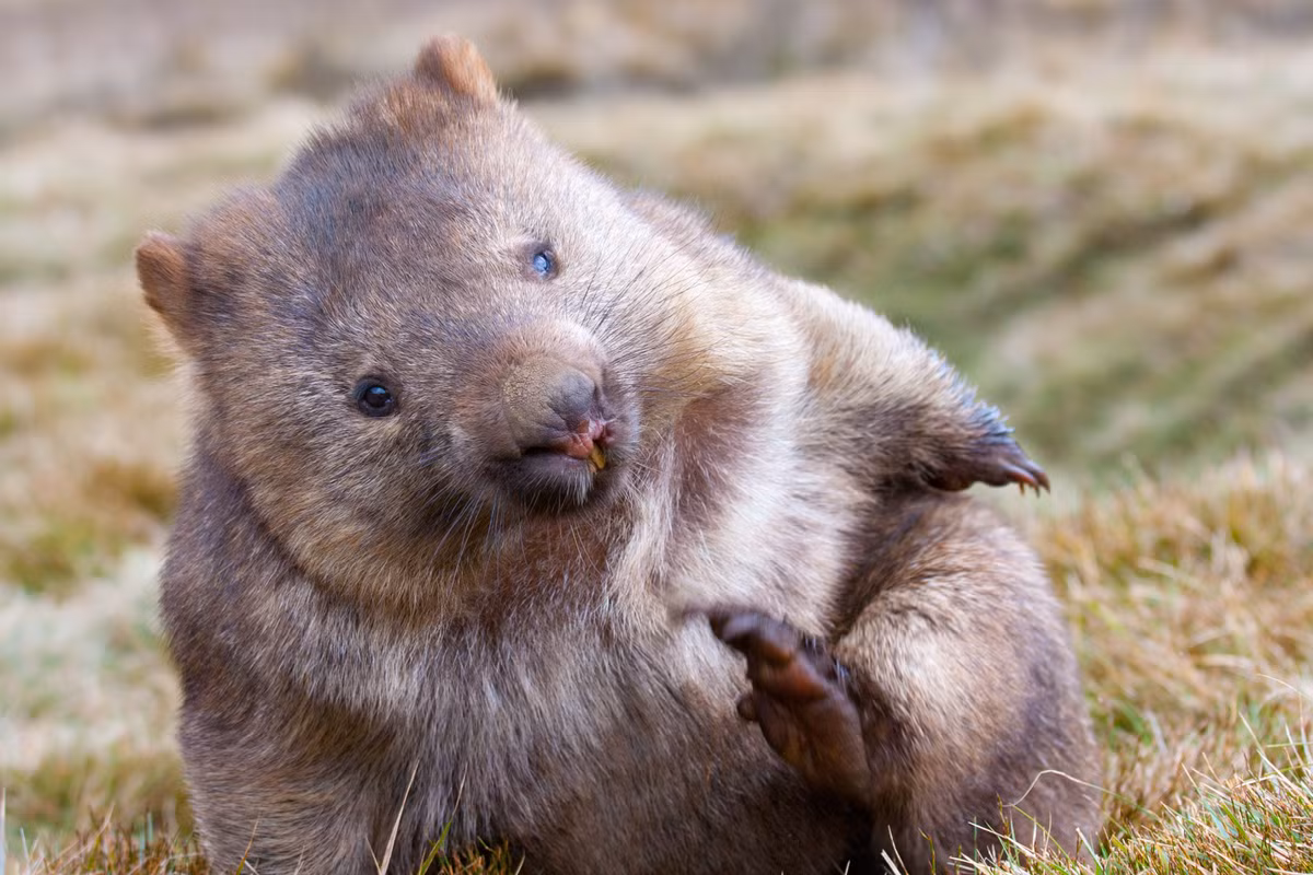 Không chỉ có hình dạng đặc biệt, phân của gấu túi Wombat cũng nặng mùi hơn so với các loài khác. Ảnh globalgiving.