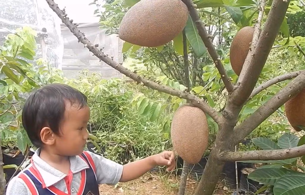  Giống hồng xiêm ruột đỏ này khỏe, dễ thích nghi với điều kiện khí hậu Việt Nam. Ở nước ta, giống hồng xiêm này được trồng đầu tiên ở một số tỉnh miền Nam. Ảnh blogspot.