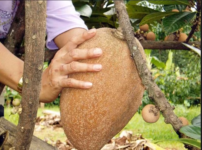 Hồng xiêm ruột đỏ có chiều dài quả từ 17cm - 22cm, quả bé nhất có trọng lượng 400g trong khi quả lớn nhất có thể đạt trọng lượng trên 2kg. Ảnh blogspot.