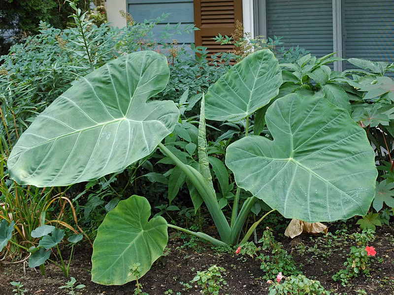 Cuống lá cây dọc mùng thường dùng như một loại rau gia vị trong các món canh chua, sườn nấu bung, bún bung, canh cá, bún cá, dưa chua... Ảnh smugmug.
