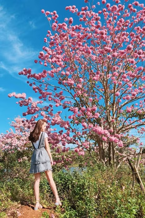 Cây hoa kèn hồng có nguồn gốc xuất xứ từ châu Mỹ. Hoa còn có tên gọi khác là hồng chuông hay hồng loa kèn. Gần đây, dọc nhiều con đường của Sài Gòn người đi đường dễ dàng bắt gặp những sắc hồng rực rỡ của hoa kèn hồng. Ảnh gody.