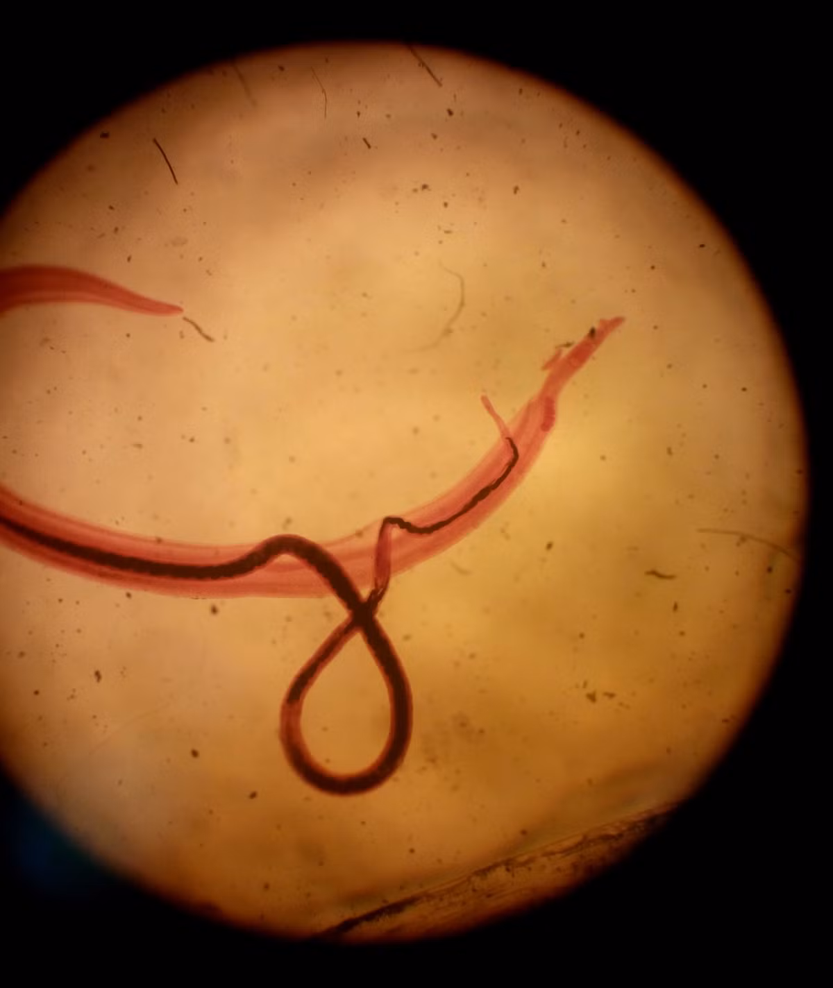Trong suốt quá trình sinh sản hữu tính bên trong cơ thể người, sán Schistosoma mansoni hình thành liên kết đôi theo kiểu một vợ một chồng. Ảnh wikimedia.