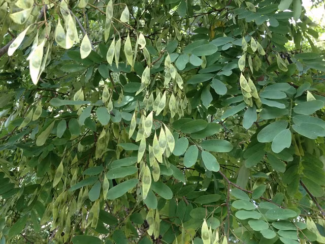 Quả của cây cẩm lai vú là quả đậu dẹt mỏng, khi chín màu nâu vàng nhạt. Mép quả mỏng như cánh có 1 - 2 hạt, nơi có hạt lồi ra như vú. Đây có lẽ là lý do vì sao loài cây này có tên gọi là cẩm lai vú. Ảnh fca16mr.