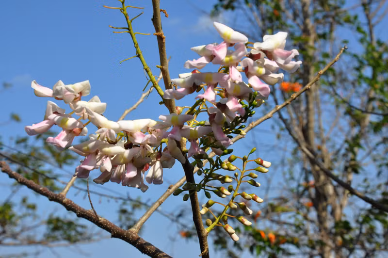 Ở Việt Nam, đào đậu mọc rộng rãi ở các tỉnh Tây Nguyên như Gia Lai, Kon Tum, Đắk Lắk, Bà Rịa - Vũng Tàu. Cây ra hoa và nở vào đúng dịp Tết. Ảnh lehoicaphe.