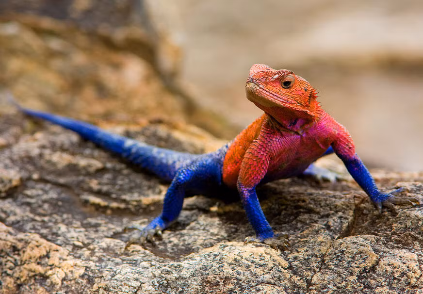 Thằn lằn Agama cái thường đẻ từ 6-8 quả trứng mỗi lứa. Ảnh pinimg.