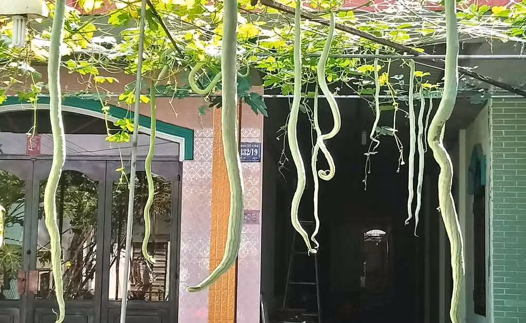 Cây mướp rắn có thể cho quả liên tục trong vòng 3 tháng. Ảnh baolongan.