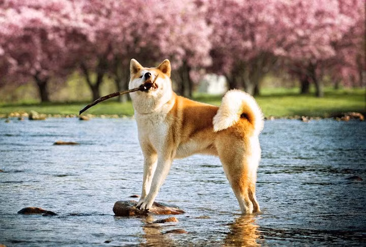 Ngày nay, chó Akita được nuôi rộng rãi trên thế giới nhưng số lượng vẫn vô cùng ít ỏi, vì vậy mà giá thành loài chó Akita rất cao. Ảnh thukieng.