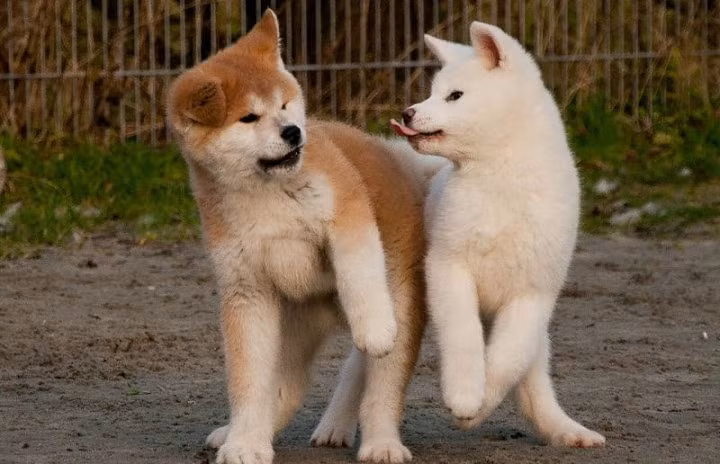 Giống chó Akita có tính cách mạnh mẽ và độc lập cùng với nhiều phẩm chất tốt khác, trong đó trung thành là phẩm chất quý giá nhất của giống chó này. Ảnh thukieng.