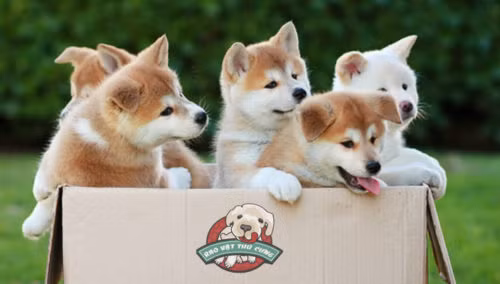 Chó Akita xuất hiện cách đây khoảng 2000 năm và chỉ được nuôi bởi Hoàng gia Nhật Bản. Ảnh raovatthucung.