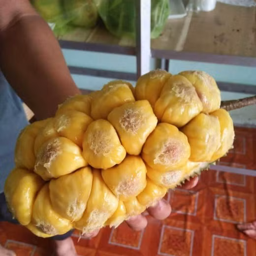 Tên gọi mít tố nữ xuất phát từ tương truyền xa xưa, có nàng trinh nữ mang tên Tố Nữ đem lòng yêu chàng trai nghèo tên gọi Tố Nam nhưng tình yêu của họ bị chia lìa đôi ngả. Ảnh blogspot.