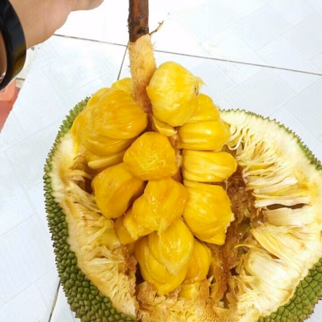 Mít tố nữ có hình trứng dài, chiều dài từ 22cm - 50cm, bề ngang từ 10cm - 17cm, trọng lượng từ 1kg - 6kg nhưng thông thường dưới 2kg. Ảnh lozi.