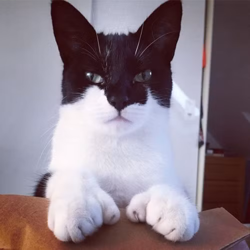 Gặp gỡ chú mèo "Dơi" (Bat-Cat) - chú mèo "siêu anh hùng" ngầu nhất thế gian.