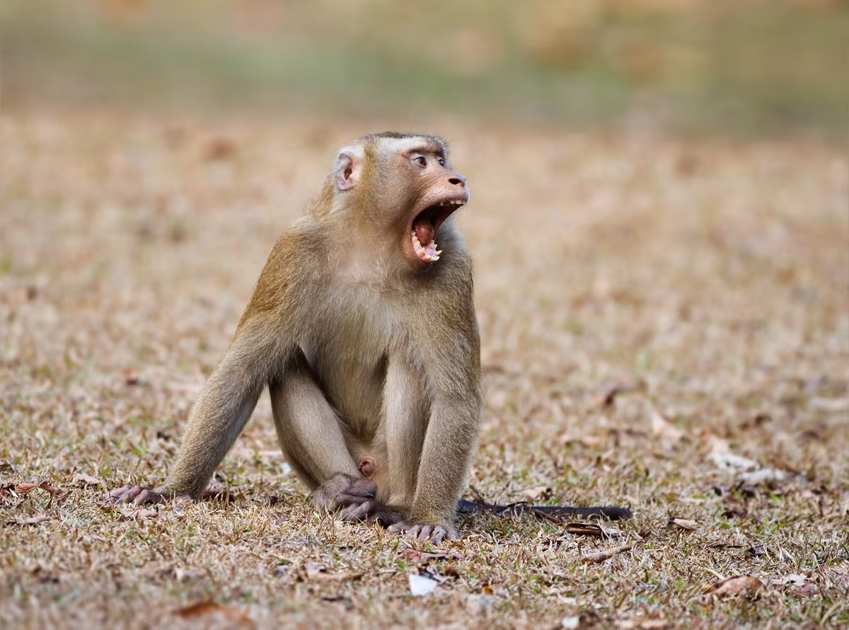 Khỉ đuôi lợn là một trong những loài lớn nhất trong họ nhà Khỉ Cercopithecidae. Thức ăn của chúng chủ yếu là quả và hạt. Ảnh wikimedia.