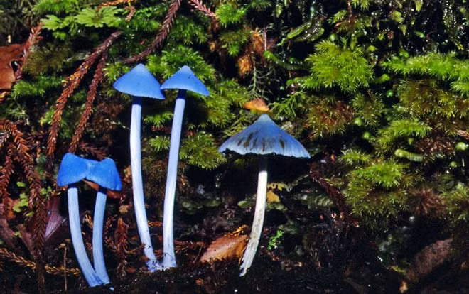 Nấm Entoloma hochstetteri được xem là một trong những những loài nấm quý hiếm và kỳ lạ nhất trên thế giới. Ảnh govt.