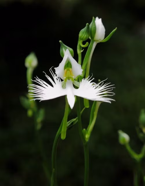 Hoa cò trắng Habenaria radiata ra hoa vào mùa hè. Loài hoa này thích hợp với vùng khí hậu ôn hòa và những nơi có nhiều nước. Ảnh crocus.
