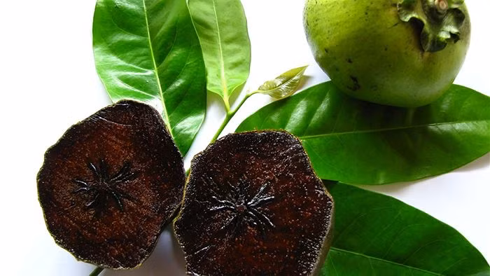 Khi chưa chín, quả hồng đen có vỏ màu xanh bóng, ruột trắng. Ảnh Plantogram.