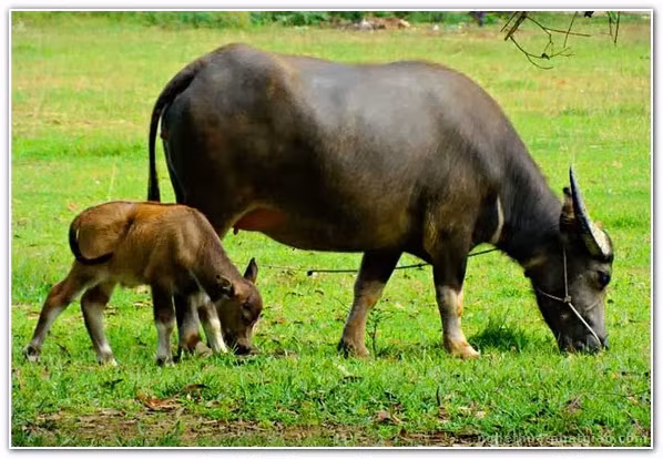 Trâu ngố có ngoại hình vạm vỡ, đầu bé, tai mọc ngang, sừng dài, dẹt hình cánh cung. Ảnh laimiennam.