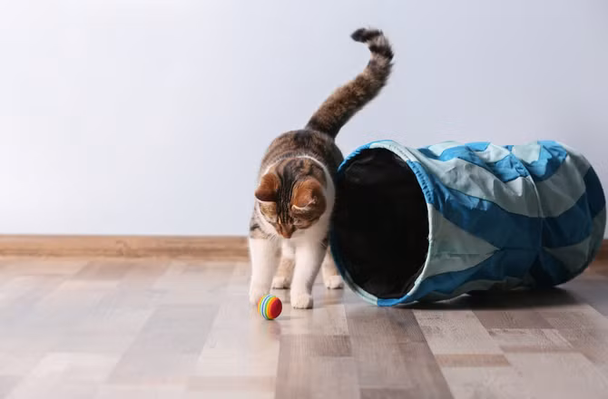 Nhiệt độ ở đôi tai của loài mèo có thể cho biết nó có đang bị căng thẳng hay không. Ảnh petmd.