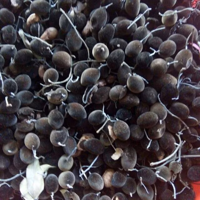 Quả xay rừng có tên khoa học là Velvet tamarind và có nguồn gốc từ Thái Lan và Malaysia. Ảnh lozi.