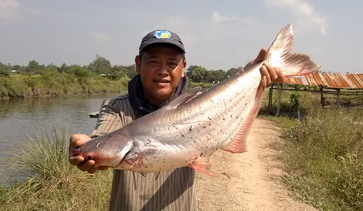 Nếu để các ngạnh này của cá ngạnh đâm vào tay sẽ rất độc và đau buốt. Ảnh blogspot.