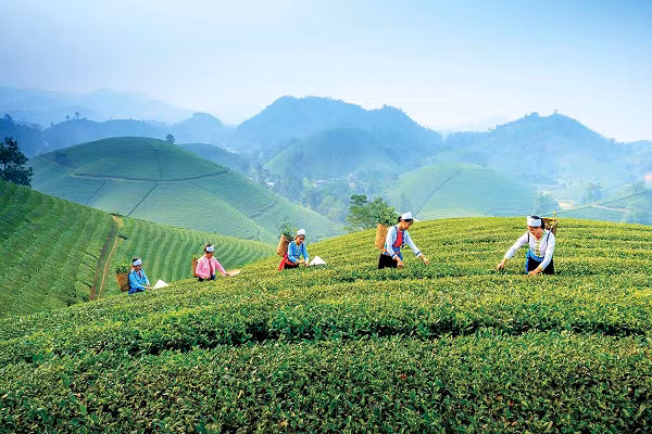 Thái Nguyên gắn du lịch nông thôn với phát triển nông nghiệp bền vững Thai Nguyen gan du lich nong thon voi phat trien nong nghiep ben vung