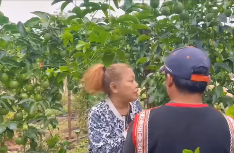 Siu Black lên rẫy hái chanh. Nữ ca sĩ chia sẻ, cô được hai người em hỗ trợ kinh doanh chanh. Ảnh chụp màn hình