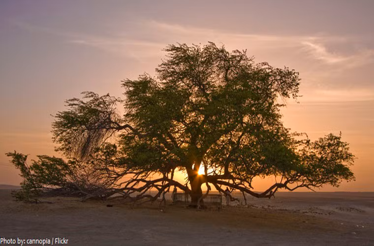 Nhung dieu ban co the chua biet ve dat nuoc Bahrain-Hinh-6