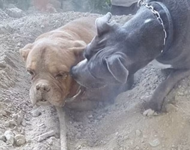 Chú chó đen, thú nuôi của người đàn ông tìm thấy chú chó bất hạnh đang cố gắng an ủi đồng loại của mình.