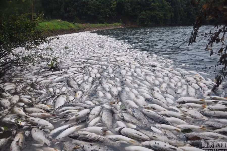 Sáng ngày 8/8, chồng bà Vương, một người dân ở làng Ngọc Thạch, Giang Tây, Trung Quốc trong lúc đi thăm hồ nuôi cá đã phát hiện hàng ngàn xác cá chết hàng loạt. 