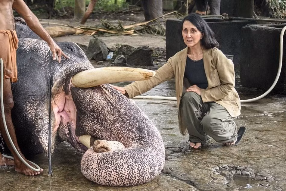Cá biệt, có những con voi phải trải qua cuộc sống không khác gì địa ngục này trong 20 năm. Tuy nhiên, thời gian lâu không đồng nghĩa với việc chúng gắn bó với con người nơi đây, được đối xử tốt hơn. Chỉ cần không vâng lời, những chiếc gậy móc sắc nhọn sẽ đâm vào người để cảnh cáo. Trong ảnh là phóng viên Liz Jones, người đã đưa tin về những trại huấn luyện bí mật này.