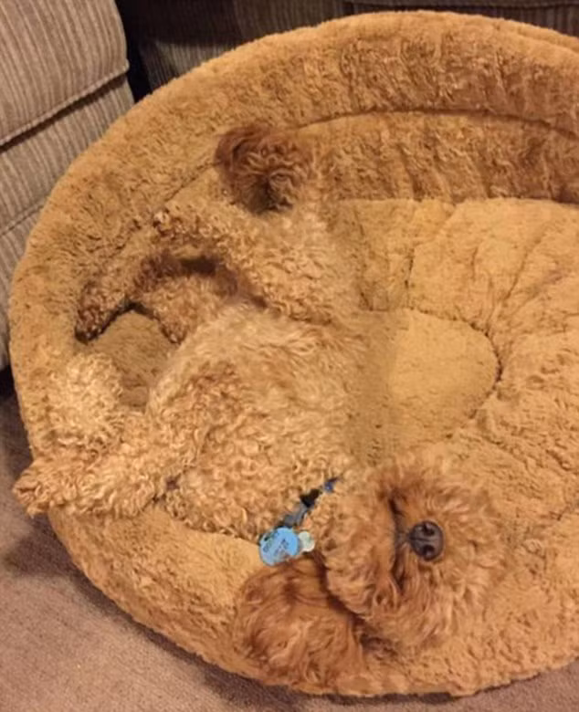 Bộ lông của chú chó Poodle hòa lẫn với chiếc đệm khiến con vật như không tồn tại.
