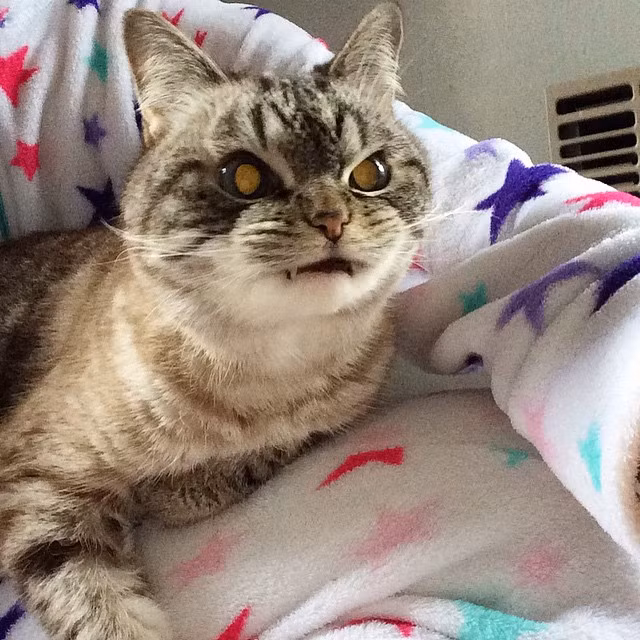 Có người còn phát hiện tên của chú mèo ma cà rồng Loki trùng với tên của một trong những nhân vật phản diện phong cách, được yêu thích nhất thế giới, Loki, em trai của thần Thor trong loạt phim bom tấn của hãng Marvel.