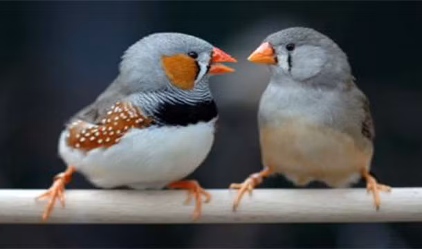 Bồi thường cho sự xấu xí là một hành vi quái lạ của loài chim sẻ vằn. Loài chim này được biết đến là sẽ đẻ trứng lớn hơn một chút khi người bạn đời của chúng bị coi là kém hấp dẫn.