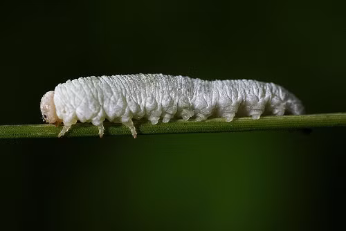 Con sâu nhỏ này vừa bị hói lại vừa bị bạch tạng, điều đó khiến nó trở nên vô cùng đặc biệt và cực kỳ nổi bật.