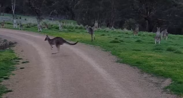 Kỳ quái nơi kangaroo bất động dọa người Ky quai noi kangaroo bat dong doa nguoi