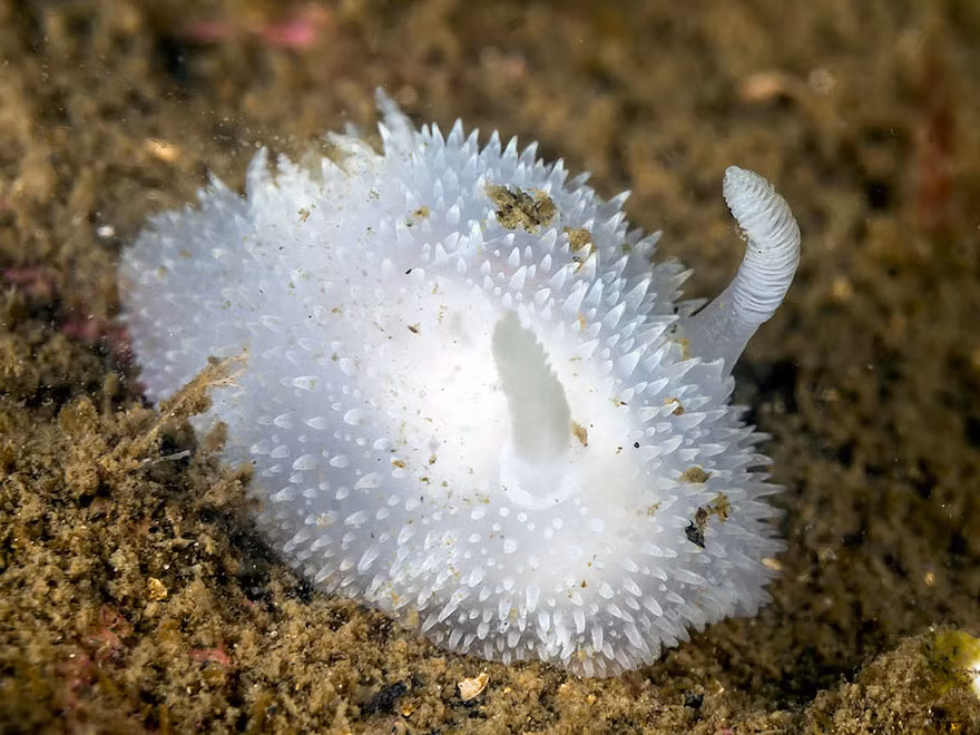 Sên biển Acanthodoris Pilosa hay còn được gọi là thỏ bông biển bởi ngoại hình xinh đẹp, dễ thương không thua kém thỏ bông đất liền.