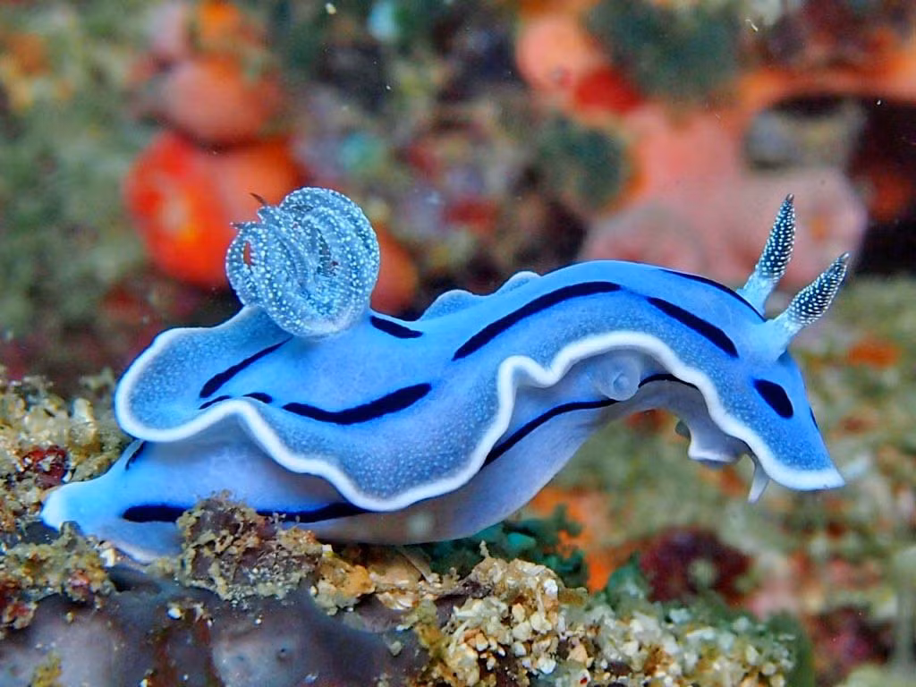 Có màu xanh nhạt thanh nhã của đại dương, chàng hoàng tử sên biển Willan's Chromodoris khiến nhiều cô nàng thầm mến.