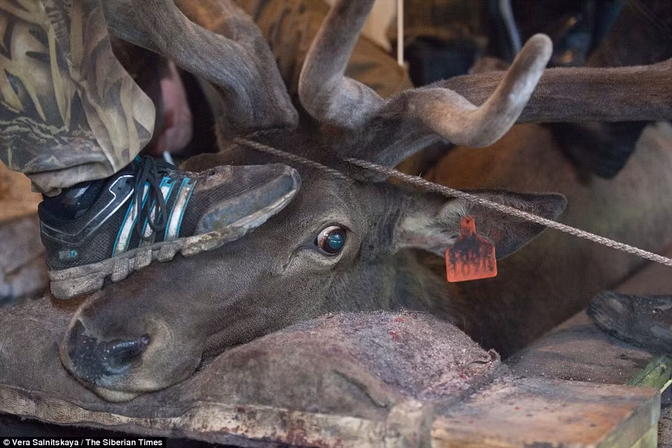 Hươu đỏ Maral stags được nuôi trong các dãy núi Altai xa xôi ở Siberia và đang phải chịu đựng nỗi thống khổ khi bị cắt gạc hươu phục vụ cho những thú vui cần đến gạc hươu và máu hươu của con người.
