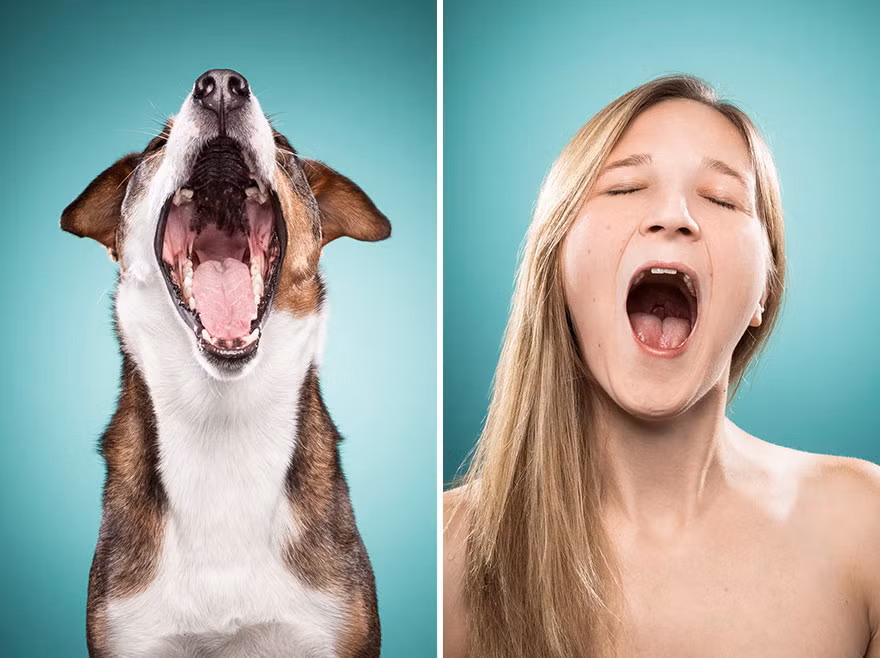 Chú chó này có thói quen xấu ngáp không cần che miệng giống cô chủ của mình.