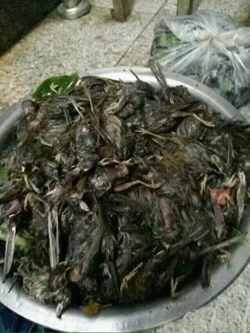 Những con chim xấu số mất tổ, không chỗ trú chân, không thể trốn thoát khỏi những hòn đá buốt lạnh rơi với vận tốc kinh hoàng từ trên trời xuống đã phải chết thảm.
