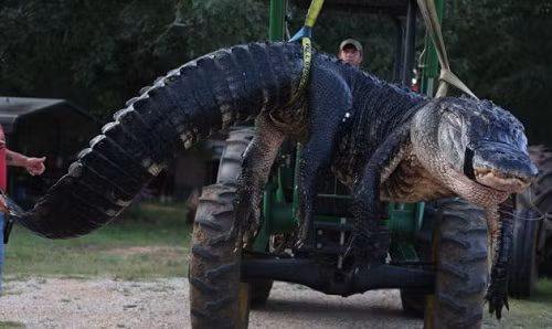 Con cá sấu lớn nhất thế giới nặng 450kg và dài 4,8m.