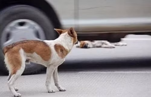 Xem thêm một số hình ảnh khác.