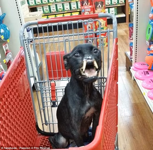 Khalessi, một cô chó Pitbull lai 2 tuổi được tìm thấy đang bị bỏ rơi ở một bãi cỏ Orlando, Florida. Khi tìm thấy, cô chó tội nghiệp này đã mất sống mũi, lỗ mũi và hốc xoang. Điều này làm cho răng cửa dài của Khalessi nhe ra như răng nanh của một con hải mã. Nhưng cô chó có khuôn mặt ác quỷ này vẫn vươn lên, nỗ lực sống vui vẻ.