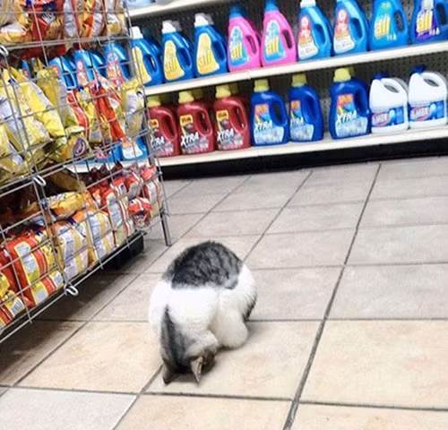 Lời sám hối muộn màng của chú mèo nghịch ngợm, gây phiền toái cho chủ nhân trong siêu thị.