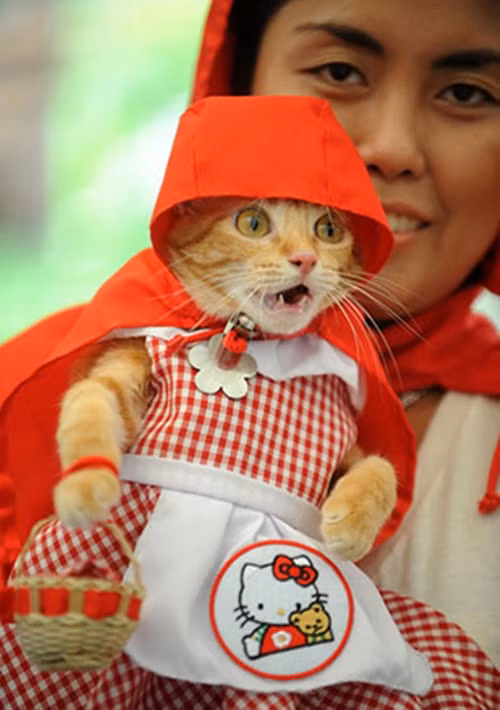 Khuôn mặt hoảng hốt của cô mèo quàng khăn đỏ có thể khiến cô nàng giật giải nữ diễn viên mèo xuất sắc nhất.