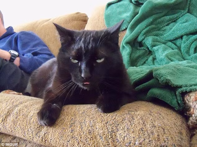 "Blep" có thể không có trong từ điển Oxford nhưng nó nhanh chóng trở thành từ khóa mới nhất được những tín đồ yêu động vật dùng thường xuyên, liên tục trong ngôn ngữ tiếng Anh.