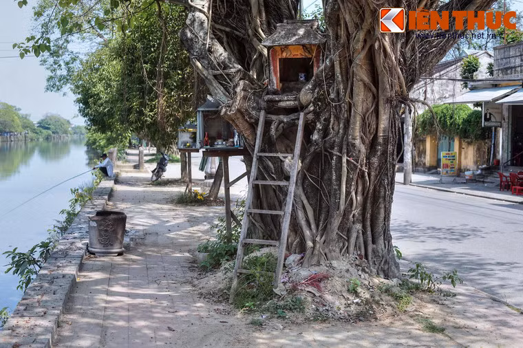 Từ quan niệm dân gian coi cây cổ thụ là nơi cư ngụ của thần và vong linh người đã khuất, nhiều cây ở nơi đây được lập bàn thờ, có người hương khói thường xuyên.