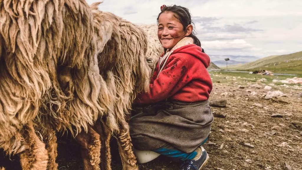 Vào mỗi mùa, người Kazakh sẽ cùng đàn gia súc di cư đến đồng cỏ mới. Một số gia đình chỉ di cư hai lần trong năm vào mùa đông và mùa hạ, sau đó sẽ trở về cánh đồng cỏ nơi nhiều thế hệ sinh sống.