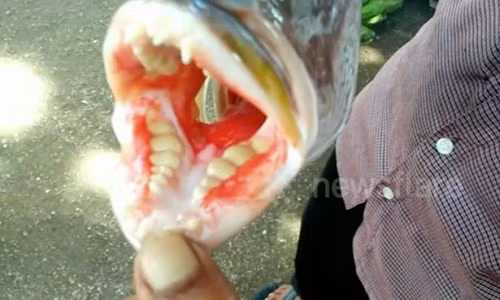 Cận cảnh hàm răng của con cá.